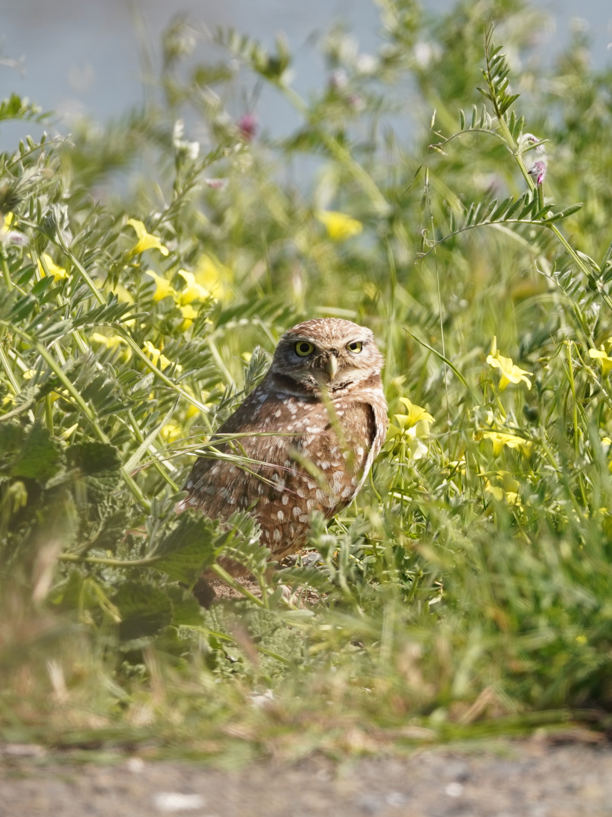 Bird photograph DSC02311