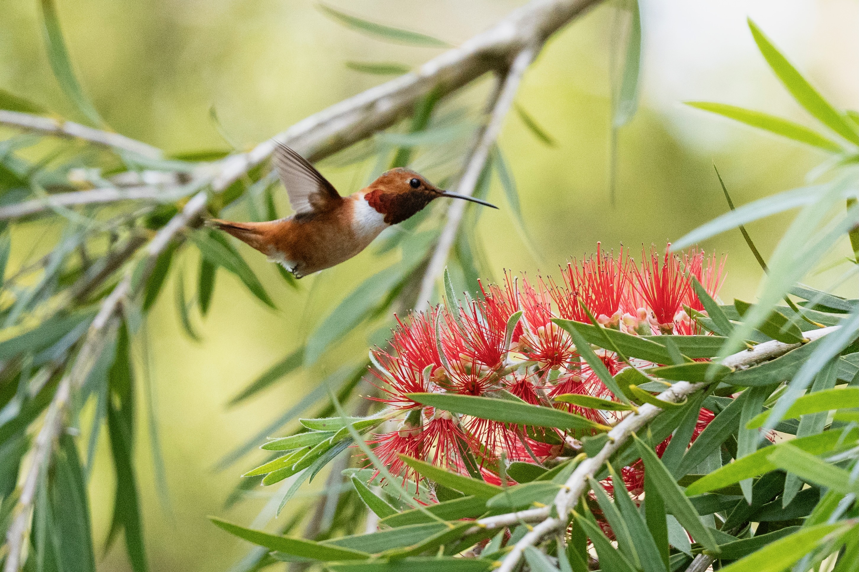 Bird photograph DSC06358-01