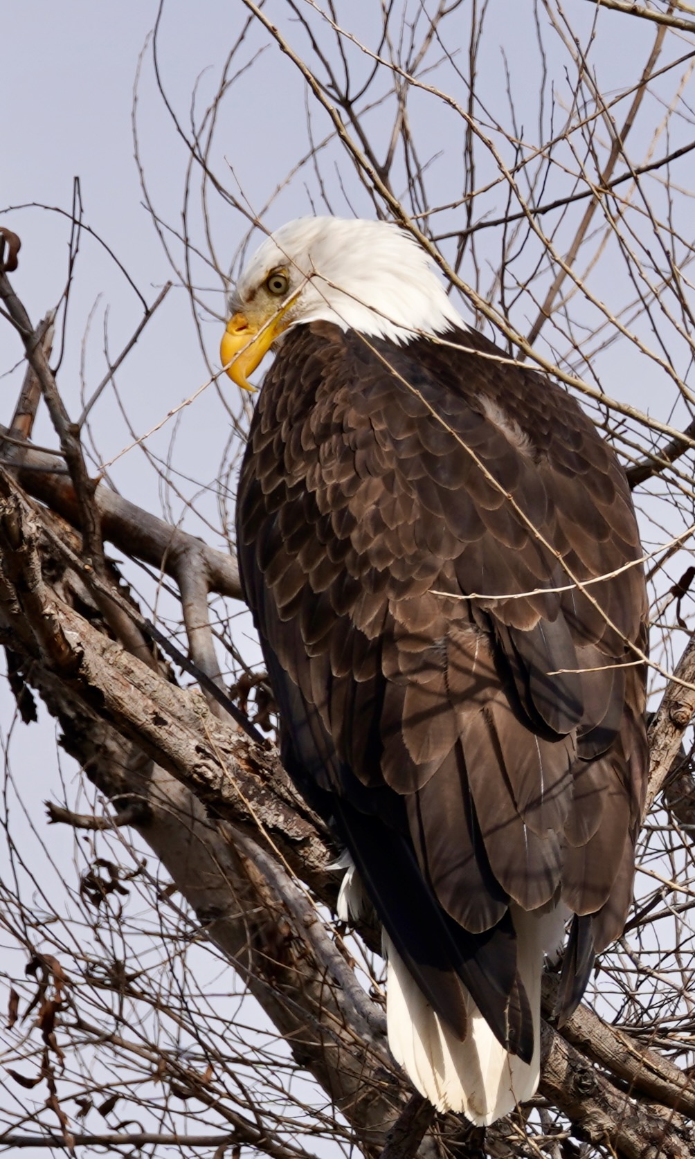 Bird photograph DSC08557