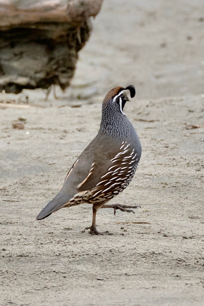 Bird photograph DSC08968-01