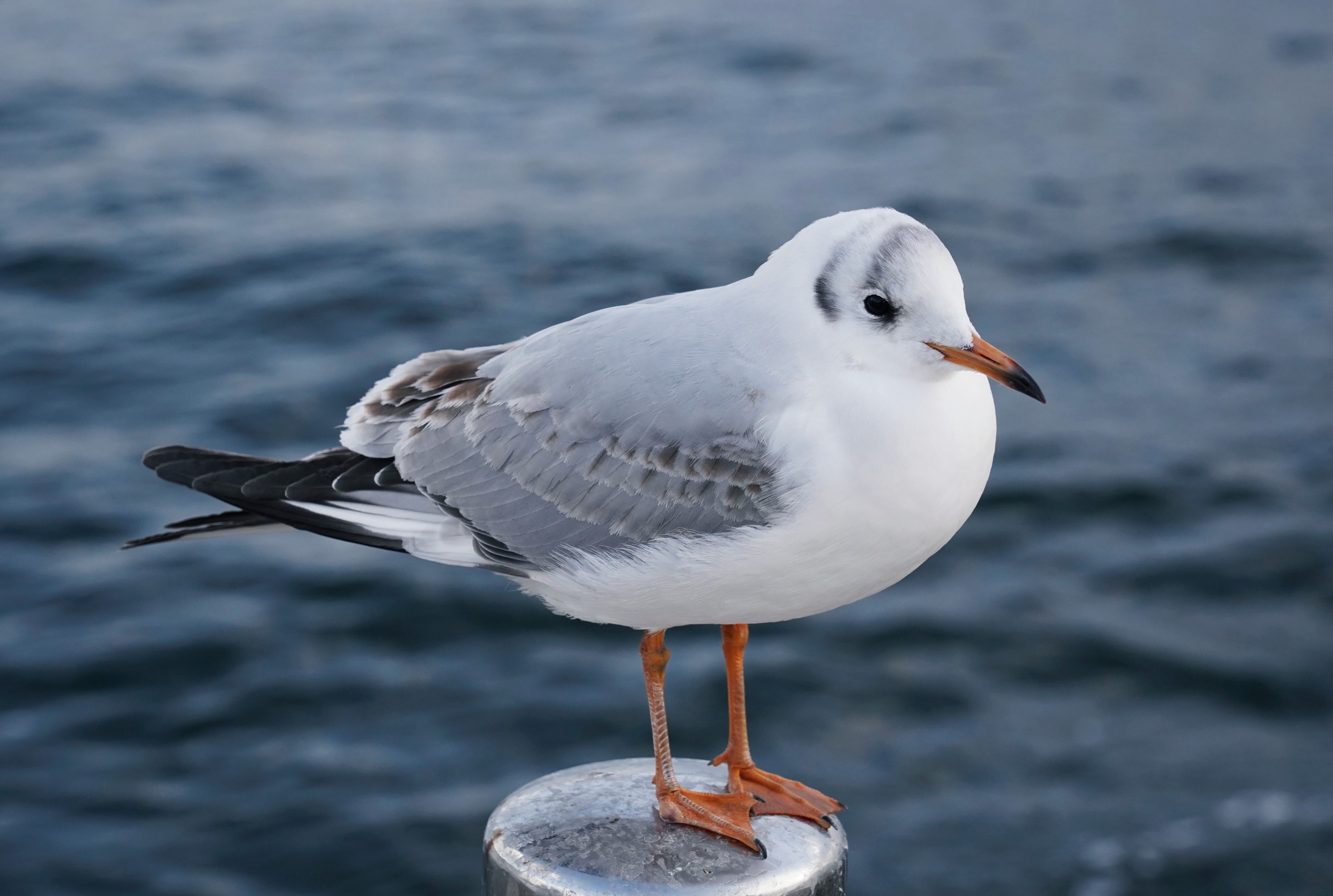 Bird photograph IMG_8419_polarr